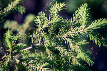 branches of a pine, norrland, sverige,sweden
