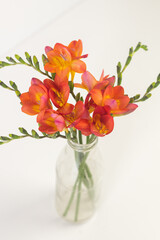 Vertical, high angle closeup of red freesia flowers in glass bottle on white background (selective focus)