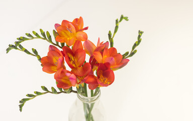 High angle closeup of red freesia flowers in glass bottle on white background with copy space (selective focus)