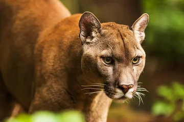  close detail of Cougar (Puma concolor), puma, mountain lion, panther, or catamount © michal