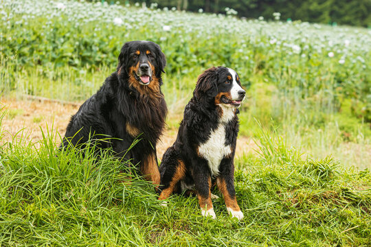 male dog hovawart black and gold with young female Bernese Mountain Dog