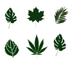 collection of green leaves