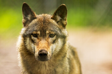 Naklejka na ściany i meble Eurasian wolf (Canis lupus lupus) nice portrait