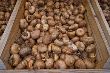 Eine Holzkiste mit Blumenzwiebeln auf Blumenmarkt