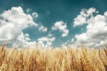 Ripe Golden Wheat With Vintage Effect, Clouds And Blue Sky - Harvest Time Concept

