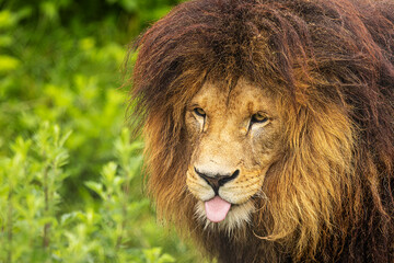 male male lion (Panthera leo) nice portrait