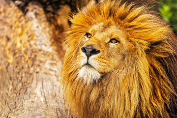 Naklejka na ściany i meble lion (Panthera leo) looking into the distance