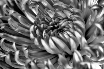 Artistic Flower Close-up