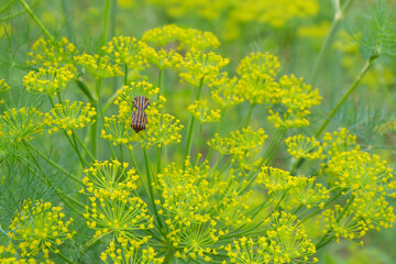 Graphosoma lineatum. A genus of bugs that harm plants by eating their leaves