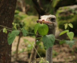 Ostrich behind leaves