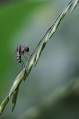 dragonfly on a leaf
