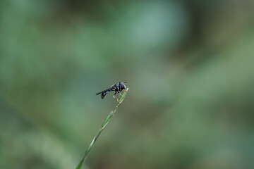 dragonfly on a leaf
