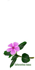Catharanthus roseus plant with pink flower isolated on white. This plant's name knowledge as Çəhrayı qıfotu ,Chi Dừa cạn Madagascar , 長春花屬 , بفتة . This plant is herbal plant or herbal medicine