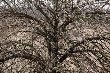 Spring, the silhouette of an old huge pear tree without leaves against the background of dry grass.