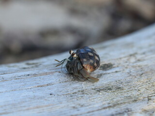 Hermit crab on dead wood
