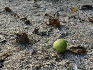 Fruit of manchineel tree (Hippomanne mancinella) from the beaches of Costa Rica