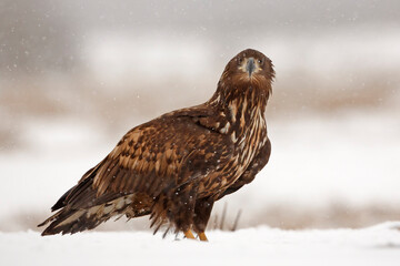 Bielik (Haliaeetus albicilla) © Grzegorz