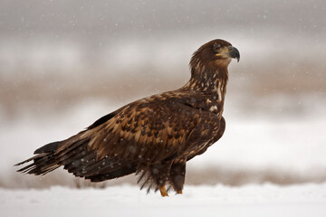 Bielik (Haliaeetus albicilla) © Grzegorz