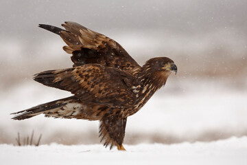 Bielik (Haliaeetus albicilla) © Grzegorz