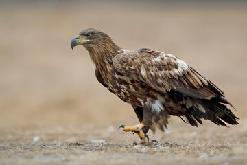 Bielik (Haliaeetus albicilla)