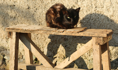 Black cat is sitting on a wooden bench sunbathing with piercing eyes looking at the camera