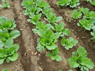 Rows of ripe green cabbage before harvesting in a farmer's field
