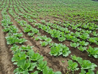 Fototapeta na wymiar Rows of ripe green cabbage before harvesting in a farmer's field