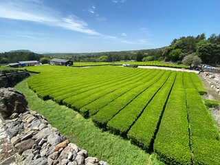 landscape with green tea field