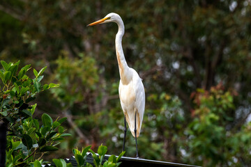 Egret (Ardea alba)