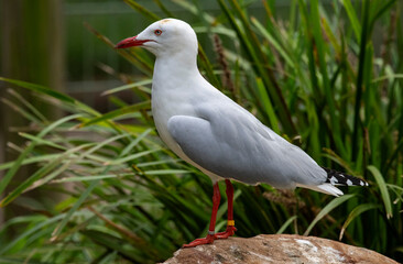 Pacific Gull (Larus dominicanus)