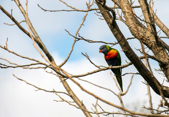 Rainbow Lorikeet (Trichoglossus moluccanus)
