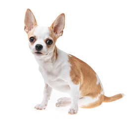 Beautiful and cute white and brown mexican chihuahua dog over isolated background. Studio shoot of purebreed miniature chihuahua puppy.