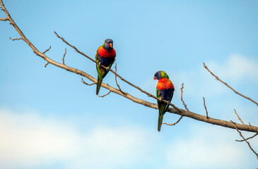 Rainbow Lorikeet (Trichoglossus moluccanus)