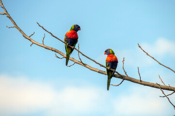 Rainbow Lorikeet (Trichoglossus moluccanus)