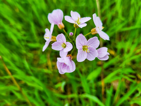 Delicate cuckoo flowers in the Scottish countryside
