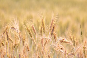 Ears of wheat against the background of other ears of wheat