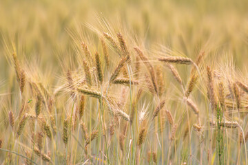 Ears of wheat against the background of other ears of wheat