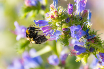 Biene_bei_der_Arbeit