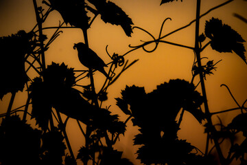 Silouhette_im_Abendrot