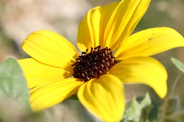 yellow flower in a garden