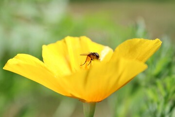 bee on yellow flower