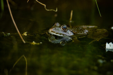 Seefrosch