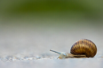 Weinbergschnecke