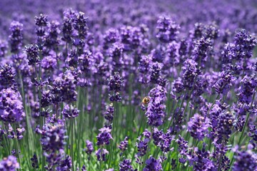 Hokkaido,Japan - July 8, 2022: Lavender flowers in full bloom and bees in Furano, Hokkaido, Japan
