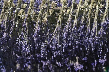 Hokkaido,Japan - July 8, 2022: Drying out bundles of fresh lavender being hung upside down
