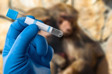 medical worker holds a test tube with Monkeypox virus infected blood sample against the background of a sad monkey. Animal epidemic. Epidemic of smallpox monkeys - obrazy, fototapety, plakaty
