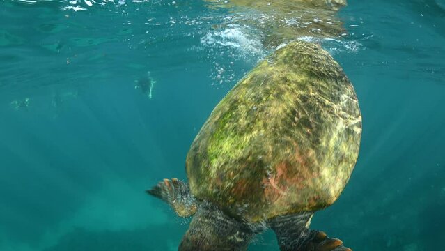Loggerhead Turtle breathing in the Ocean