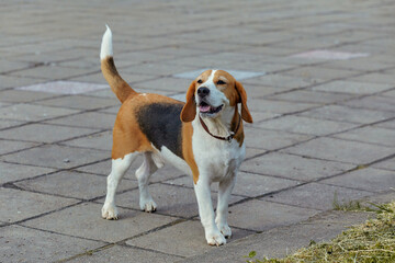 charming beagle dog on the street in summer