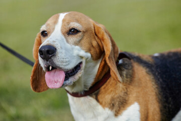charming beagle dog on the street in summer