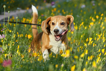 charming beagle dog in summer among flowers